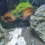 rainbow cichlids Image 5
