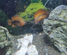 fish