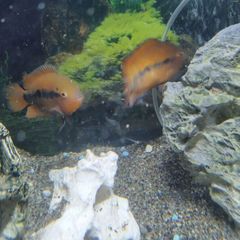 fish