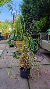 Pampas grass