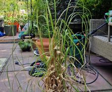 Pampas grass