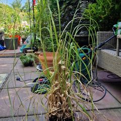 Pampas grass