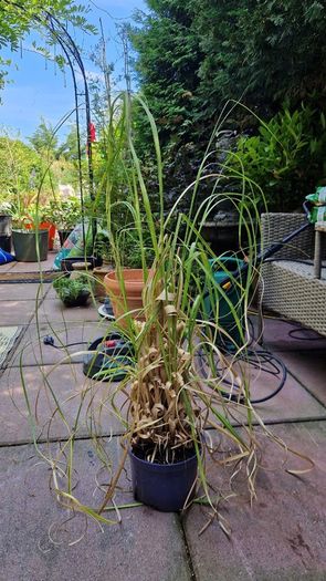 Pampas grass