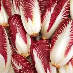 (C) Leaf Chicory Rossa Di Treviso seeds 1g (442342)