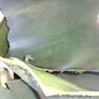 Genuine leather sheets for craft Image 3