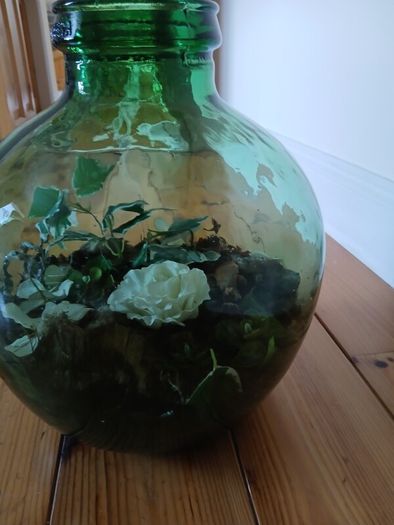 Vintage Viresa Terrarium from 1960s or 1970s.  Green Verdi Glass.