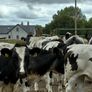 15 Belgium blue store bullocks for sale Image 9