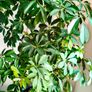 plant umbrella tree 150cm Image 4