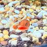 Ramshorn Snails Image 4
