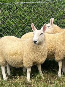 Sheep Cheviot ewe lambs