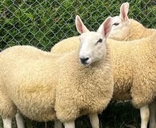 Sheep Cheviot ewe lambs