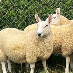 Sheep Cheviot ewe lambs