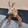 Roe Deer Taxidermy Image 3