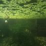 Fish tank including fish Image 5