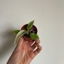Philodendron Jose Buono Image 2