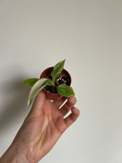 Philodendron Jose Buono