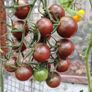 Tomato Plants, 2euro each Image 7