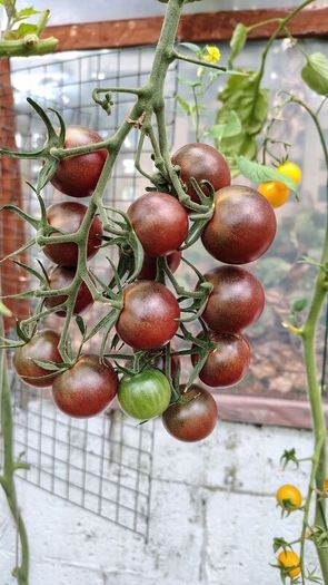 Tomato Plants, 2euro each