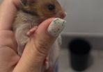 Syrian hamster