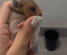 Syrian hamster