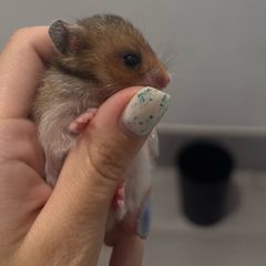 Syrian hamster