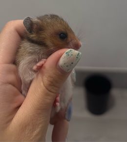 Syrian hamster