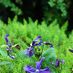 mostafiz.chowdhury007