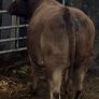 Incalf Heifer Image 3