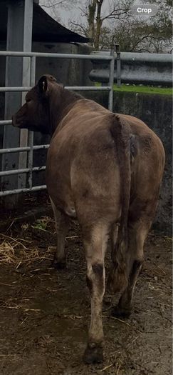 Incalf Heifer