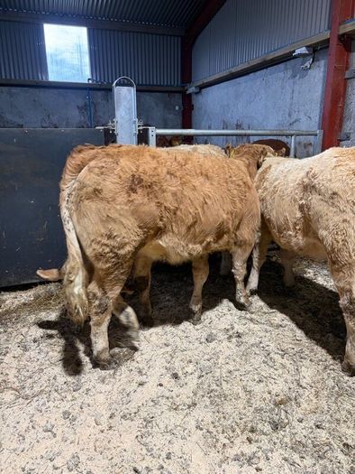 Beef heifers