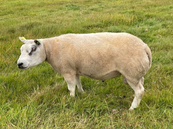 Pedigree Beltex Ram