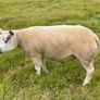Pedigree Beltex Ram Image 10