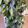 Philodendron Scandens Brasil Image 2