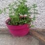 organic oregano Image 2