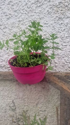 organic oregano
