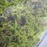 Jar of spring Green Reindeer Moss (Lichen) Image 5