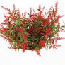 12 Bundles Outdoor Artificial Flowers UV Resistant Fake Boxwood Plants (MULTIPLE COLOURS) Image 9