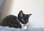 kitten