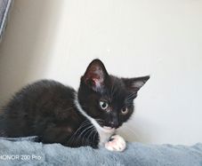 kitten