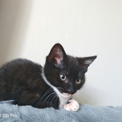 kitten