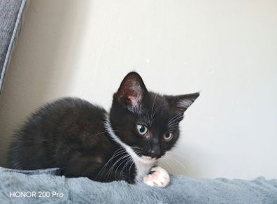 kitten