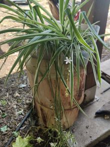 spider plant