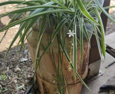 spider plant