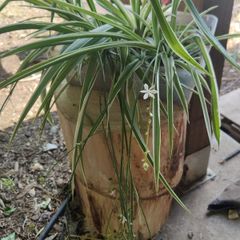spider plant