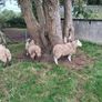 Lambs Image 6