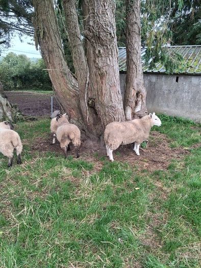 Lambs