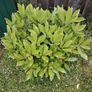 Plant Image 2