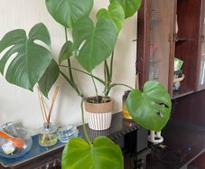 monstera plan