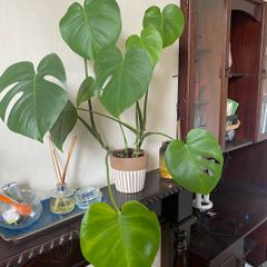 monstera plan