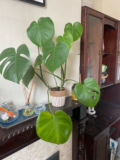 monstera plan